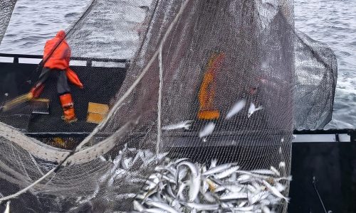 Balıkçılık ve Su Ürünleri