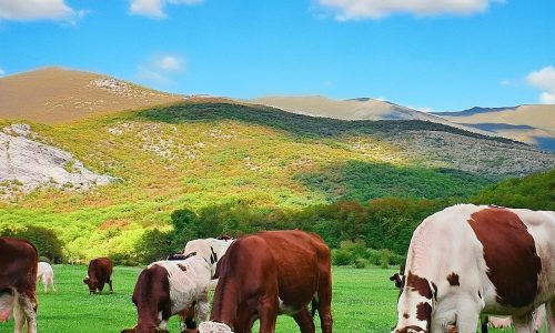 Büyükbaş Hayvan Besiciliği