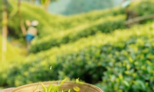 Çay Yetiştiriciliği Eğitimi