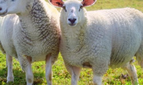 Küçükbaş Hayvancılık Eğitimi