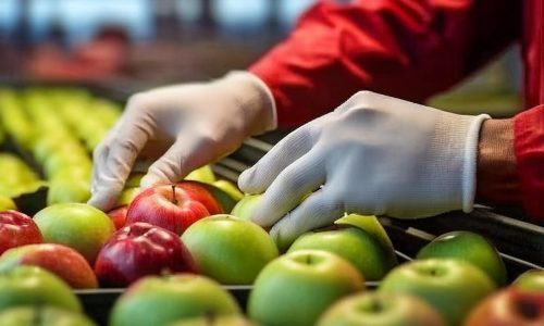 Sebze ve Meyve İşleme Eğitimi