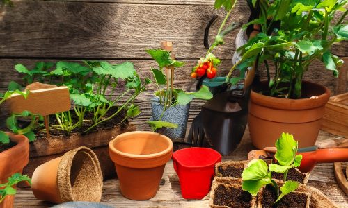 Sebze Yetiştiriciliği Eğitimi